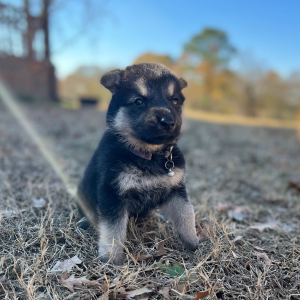 German Shepherd Dog Puppy Zola