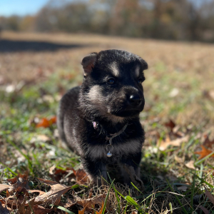 German Shepherd Dog Puppy Zola