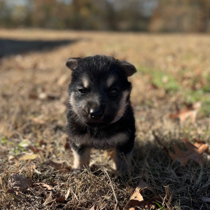 German Shepherd Dog Puppy Zola