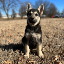 German Shepherd Dog Puppy Zola