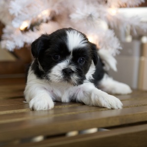 Shih Tzu Puppy Taylor