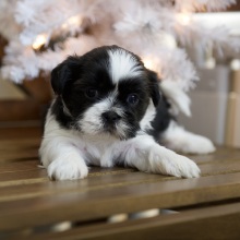 Shih Tzu Puppy Taylor