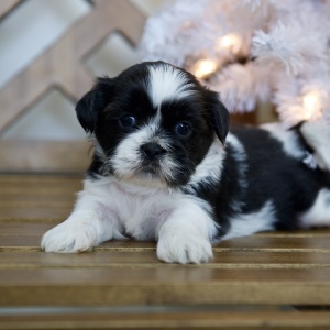 Shih Tzu Puppy Taylor