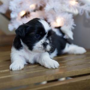 Shih Tzu Puppy Taylor