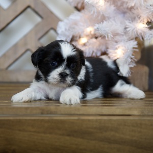 Shih Tzu Puppy Taylor