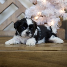 Shih Tzu Puppy Taylor