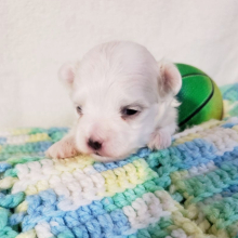Maltese Puppy Alex