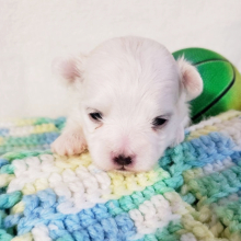 Maltese Puppy Alex