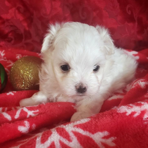 Maltese Puppy Alex