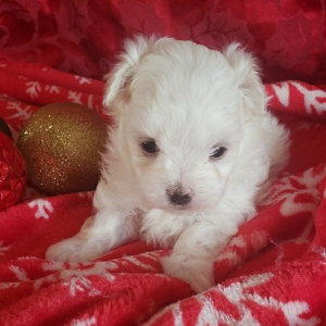 Maltese Puppy Alex