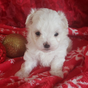 Maltese Puppy Alex