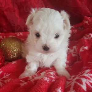 Maltese Puppy Alex