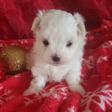 Maltese Puppy Alex