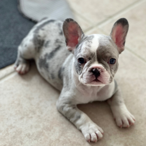 French Bulldog Puppy Jasper