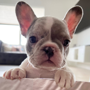 French Bulldog Puppy Jasper