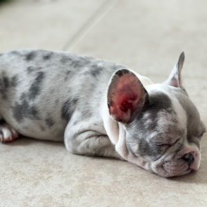 French Bulldog Puppy Jasper