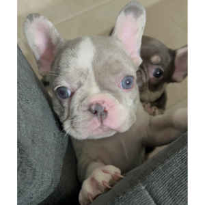 French Bulldog Puppy Jasper