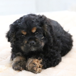 Cocker Spaniel Puppy Luna
