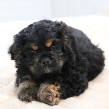 Cocker Spaniel Puppy Luna
