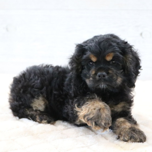 Cocker Spaniel Puppy Luna
