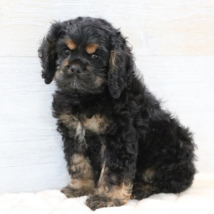 Cocker Spaniel Puppy Luna