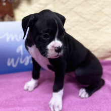 Boxer Puppy Ms Wakanda