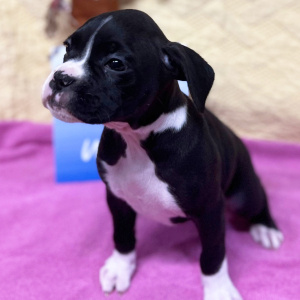 Boxer Puppy Ms Wakanda