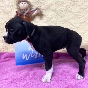 Boxer Puppy Ms Wakanda