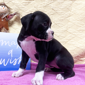 Boxer Puppy Ms Wakanda