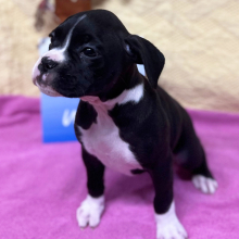 Boxer Puppy Ms Wakanda