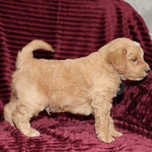 Goldendoodle Puppy Dixon