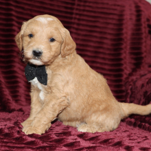 Goldendoodle Puppy Dixon
