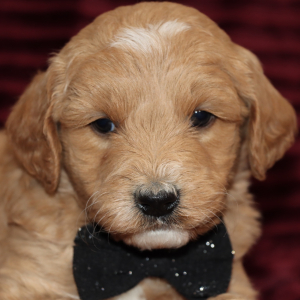 Goldendoodle Puppy Dixon