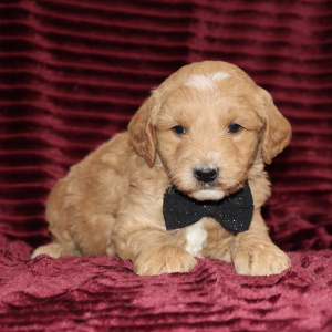 Goldendoodle Puppy Dixon