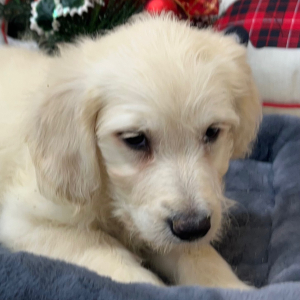 Goldendoodle Puppy Tina