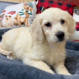 Goldendoodle Puppy Tina