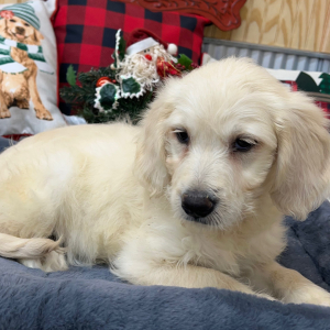 Goldendoodle Puppy Tina