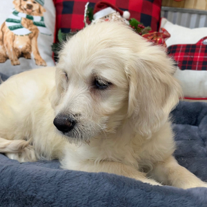 Goldendoodle Puppy Tina