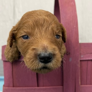 Goldendoodle Puppy Penelopi