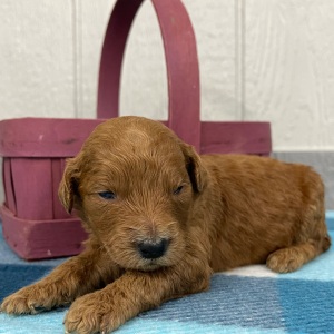 Goldendoodle Puppy Penelopi