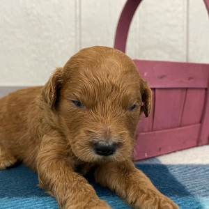 Goldendoodle Puppy Penelopi