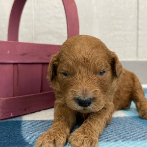 Goldendoodle Puppy Penelopi