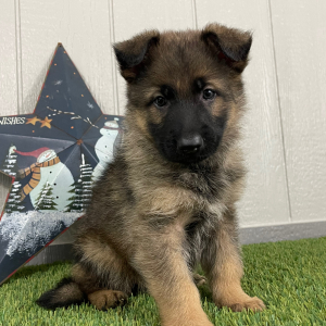 German Shepherd Dog Puppy Orpha