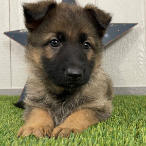 German Shepherd Dog Puppy Orpha