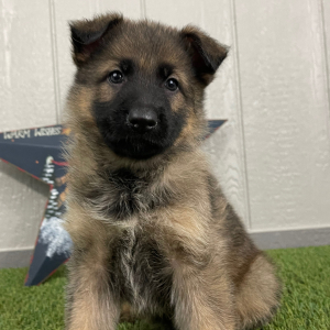 German Shepherd Dog Puppy Orpha