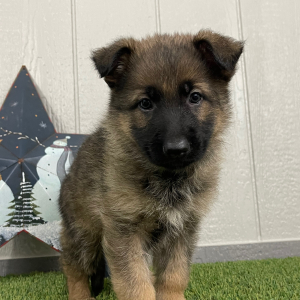 German Shepherd Dog Puppy Orpha