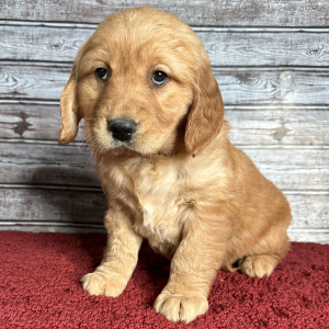 Golden Retriever Puppy Ruth