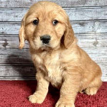 Golden Retriever Puppy Ruth