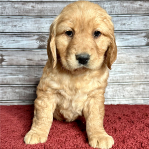Golden Retriever Puppy Ruth