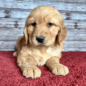 Golden Retriever Puppy Ruth